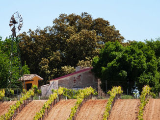 Vino ecológico